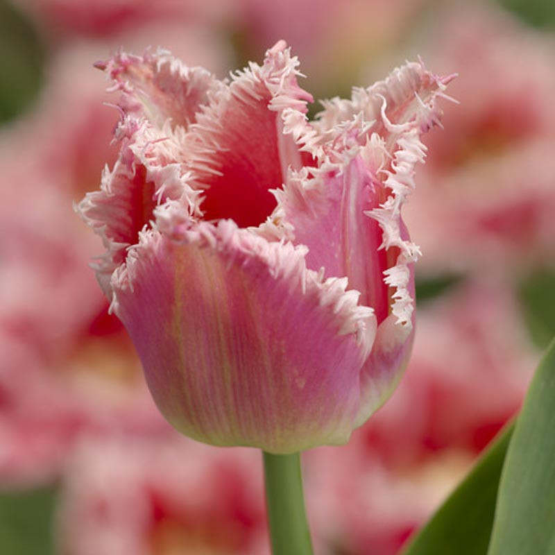 Tulipa 'Bell Song' (Fringed Tulip)